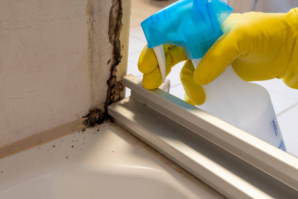 Best Crawl Space Mold Removal  in Valley Center, CA