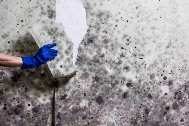 Best Commercial Mold Removal  in Valley Center, CA