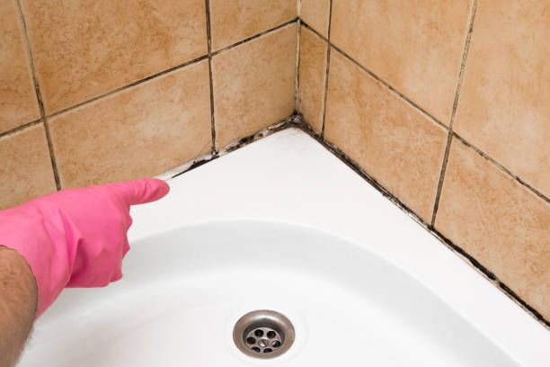 Best Same-Day Mold Removal  in Valley Center, CA